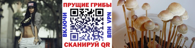 Купить закладки Вичуга Псилоцибиновые грибы мицелий